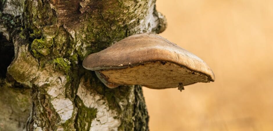 7 Best Chaga Mushroom Supplements in 2026: Ranked by Potency and Value