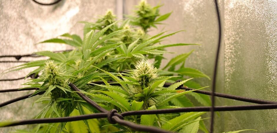 Complete Mushroom Fruiting Chamber Tent Kit Review — Is It Worth $249.00? [2026]