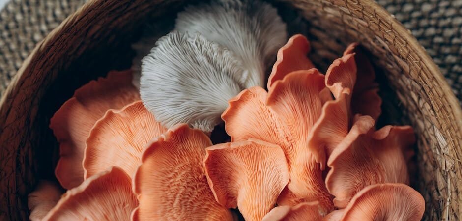 Lion’s Mane Mushroom Powder — 1 lb Bulk Review — Is It Worth $89.99? [2026]