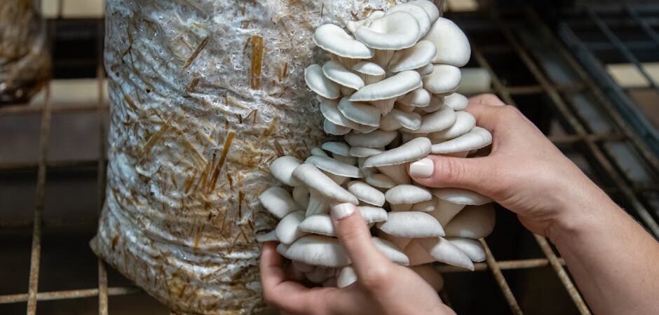 North Spore Premium Mushroom Growing Kit Review — Is It Worth $64.99? [2026]