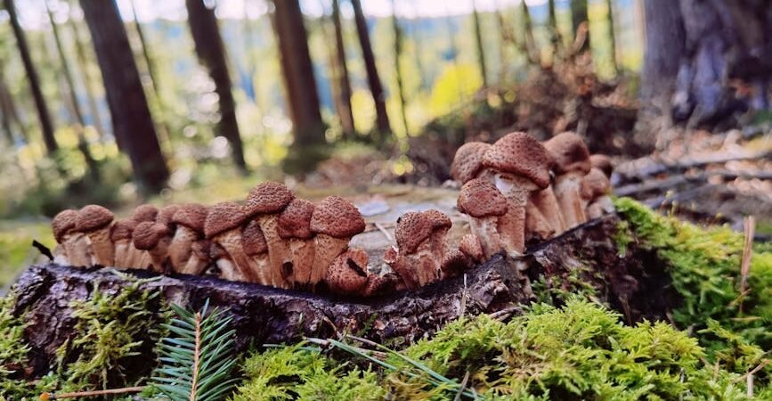 Host Defense MycoBotanicals Capsules 120ct Review — Is It Worth $74.95? [2026]