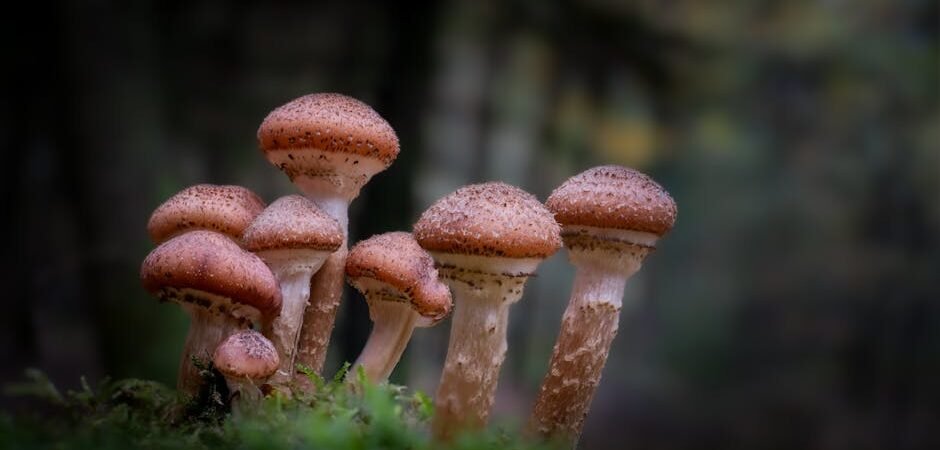 FreshCap Thrive 6 Mushroom Complex 120 Caps Review — Is It Worth $69.99? [2026]