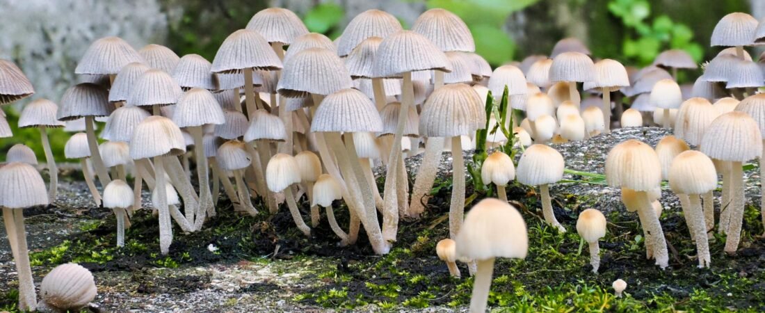 New Insights: 8 Mushrooms & Adaptogens for Mood & Stress Relief