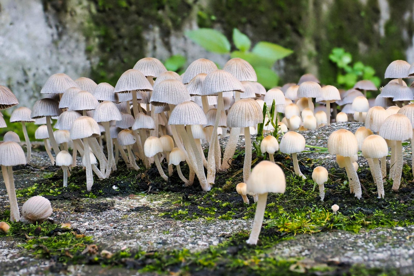 New Study: Mycology Unlocks Fungi’s Potential for Health & Planet