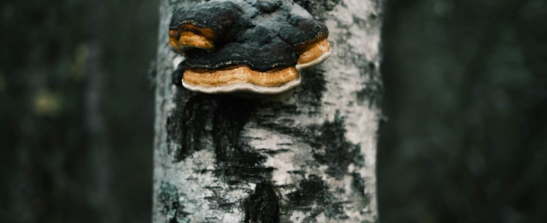 New Study Reveals Mushrooms’ Surprising Benefits for Skin Health