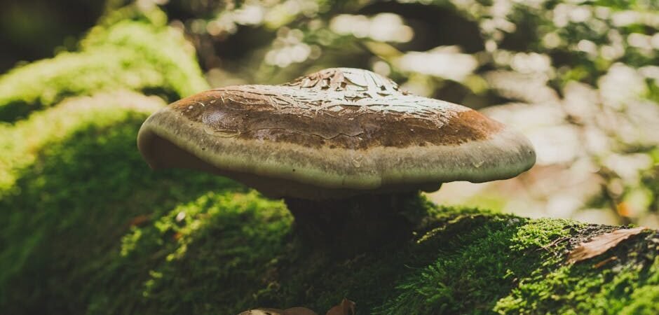 7 Best Reishi Mushroom Supplements in 2026: Sleep, Stress, and Immune Ranked