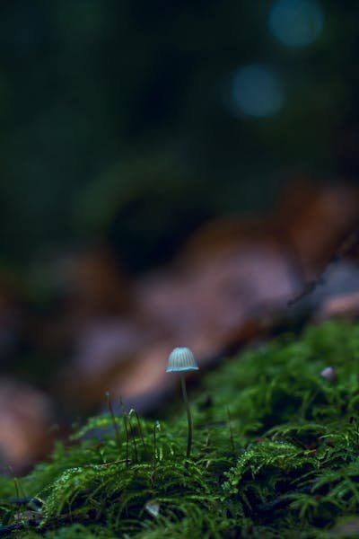 Chaga Melanin: Skin Benefits Explained